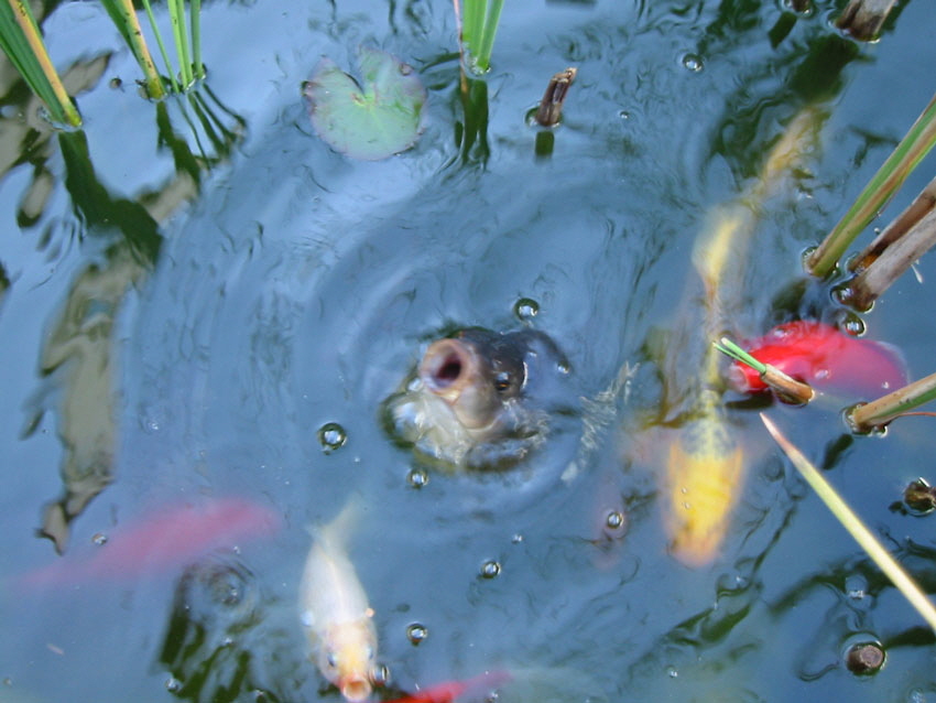 weiss-fische-im-Teich1