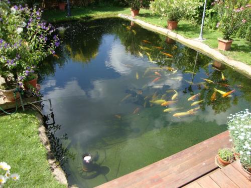 koi.JPG koi.JPG