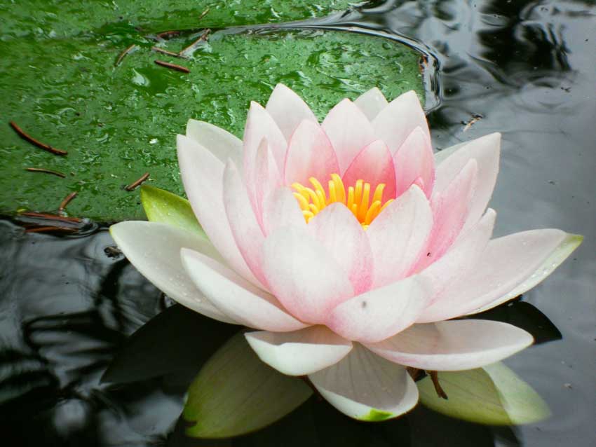 seerose-degen2.jpg seerose-degen2.jpg